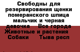 Свободны для резервирования щенки померанского шпица мальчик и черная девочка  - Все города Животные и растения » Собаки   . Тыва респ.